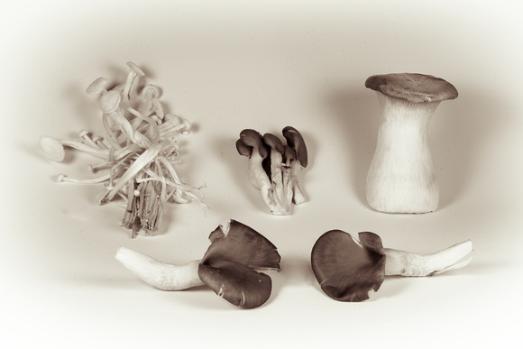 Mushrooms on Display