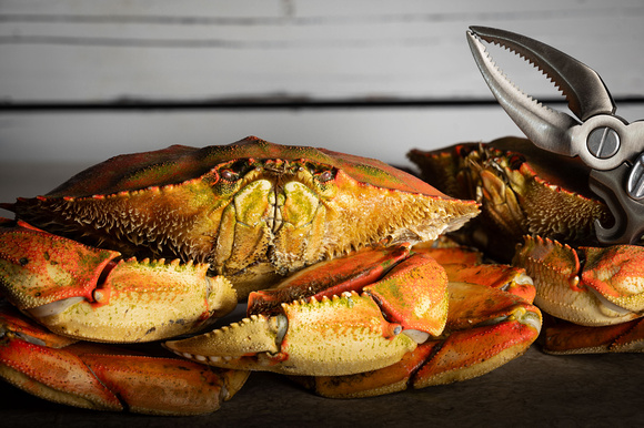 Dungeness Crab #2