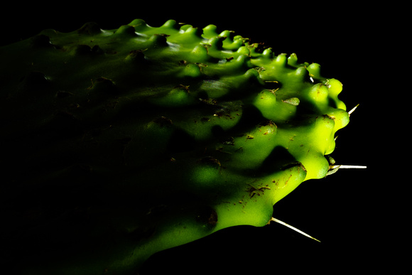 Cactus Leaf