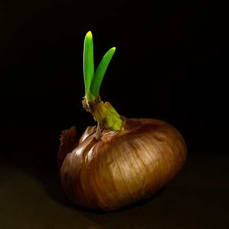Onion Barely Sprouted #1