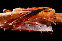 Alaskan King Crab Shells